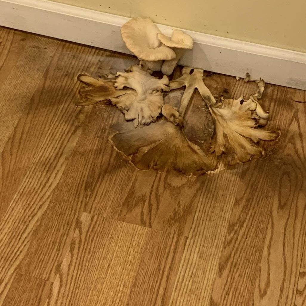 Fungal growth breaking through a hardwood floor near a baseboard, evidence of a hidden moisture leak