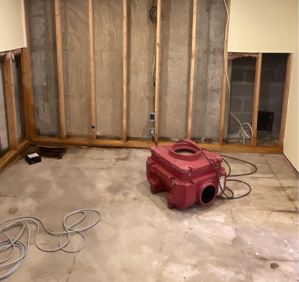 Black mold removal after